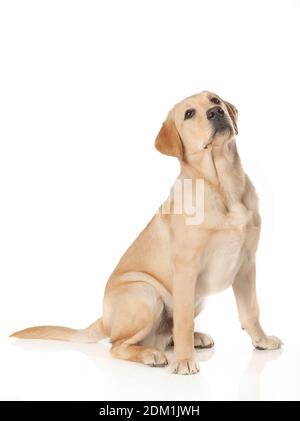 Bel Labrador Retriever, champagne colorato, isolato su sfondo bianco Foto Stock