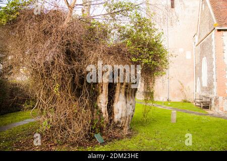 Il Selborne Yew albero, St. Mary's Church Selborne, Hampshire, Regno Unito, autunno, dicembre 2020 Foto Stock