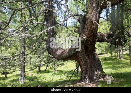 Lärche, Europäische Lärche, im Bergwald, Stamm, Rinde, Borke, Larix decidua, Larice europeo, Larice, corteccia, scorza, tronco, stelo, le Mélèze d'Europe, Mélèz Foto Stock