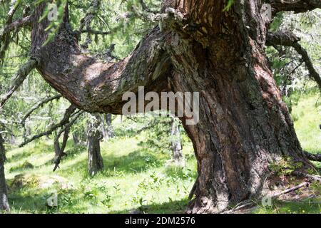 Lärche, Europäische Lärche, im Bergwald, Stamm, Rinde, Borke, Larix decidua, Larice europeo, Larice, corteccia, scorza, tronco, stelo, le Mélèze d'Europe, Mélèz Foto Stock