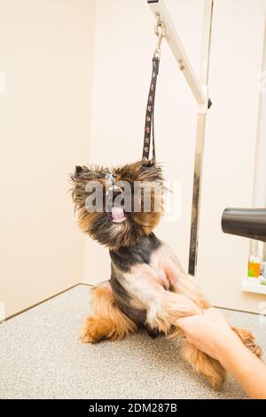 Il piccolo cane non può reggersi sul flusso d'aria dell'asciugacapelli Foto Stock