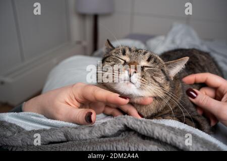 adorabile gatto tabby gode di geetting stroked sul mento da proprietario dell'animale domestico in camera da letto Foto Stock