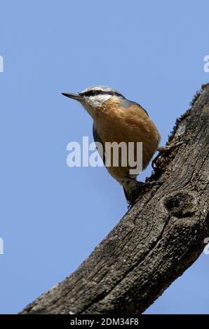 Nuthatch eurasiatico (Sitta europaea) adulto appollaiato sul tronco morto Armenia Maggio Foto Stock