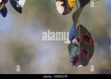 Foglie di rami e frutti di pera colpiti da macchie arrugginite di arancio e crescite a forma di corno con spore del fungo Gymnosporangium sabinae in un giardino di casa umana. Foglie di pera con infestazione di ruggine di pera. Foto Stock