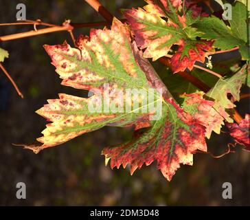 Tonalità verdi, gialle, arancioni e rosse delle foglie di vite nel mese di ottobre. La Rioja. Foto Stock