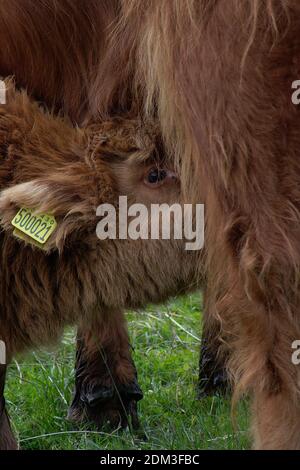 BESTIAME SCOZZESE LONGHORN PASCOLO IN CAMPO. MADRE LONGHORN TENDENDO AI LORO BAMBINI. Foto Stock