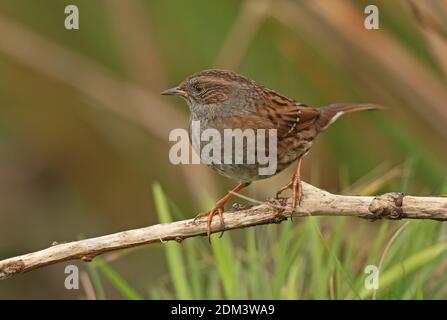 Dunnock (Prunella modularis) immarture perched on dead twig  Eccles-on-Sea, Norfolk, UK                   October Stock Photo