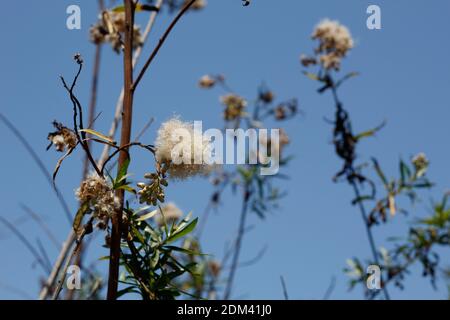 Frutti di achene bianco, Seepwillow, Baccharis salicifolia, Asteraceae, nativo, arbusto, Ballona Freshwater Marsh, Costa meridionale della California, Estate. Foto Stock