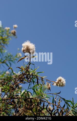 Frutti di achene bianco, Seepwillow, Baccharis salicifolia, Asteraceae, nativo, arbusto, Ballona Freshwater Marsh, Costa meridionale della California, Estate. Foto Stock