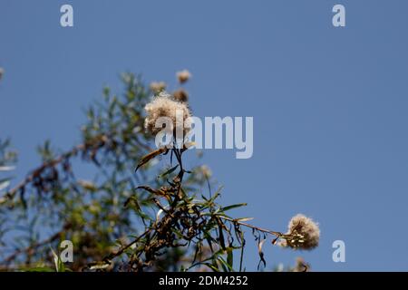 Frutti di achene bianco, Seepwillow, Baccharis salicifolia, Asteraceae, nativo, arbusto, Ballona Freshwater Marsh, Costa meridionale della California, Estate. Foto Stock