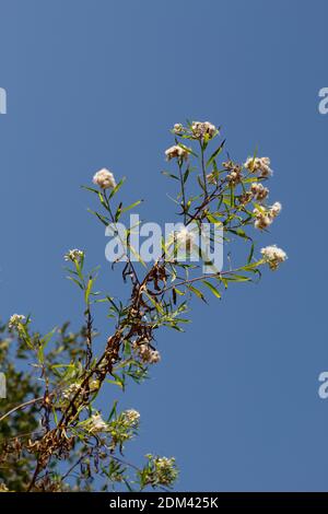 Frutti di achene bianco, Seepwillow, Baccharis salicifolia, Asteraceae, nativo, arbusto, Ballona Freshwater Marsh, Costa meridionale della California, Estate. Foto Stock