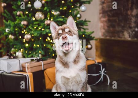 Dog wolf breed husky white-brown color sits near christmas tree. Pet poses near fir tree of decorated New Years house in living room at evening. Siber Foto Stock