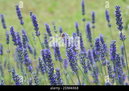 Grande bumblebee appollaiato alla fine di un fiore di lavanda Foto Stock