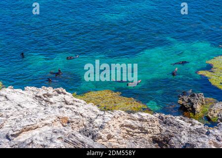 Leoni marini che giocano in acqua vicino alla roccia della cattedrale a Rottnest isola in Australia Foto Stock