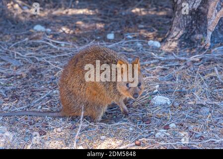 Quokka vive sull'isola di Rottnest vicino a Perth, Australia Foto Stock