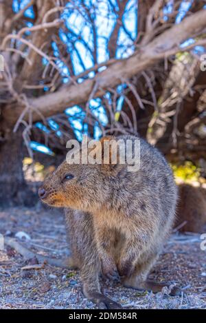 Quokka vive sull'isola di Rottnest vicino a Perth, Australia Foto Stock