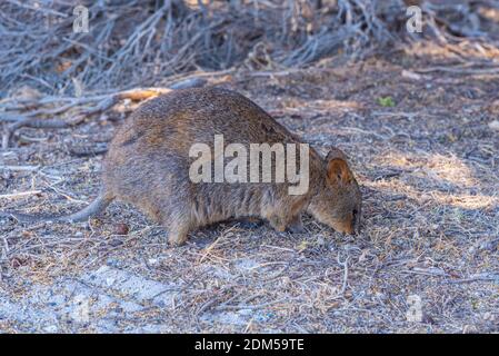Quokka vive sull'isola di Rottnest vicino a Perth, Australia Foto Stock