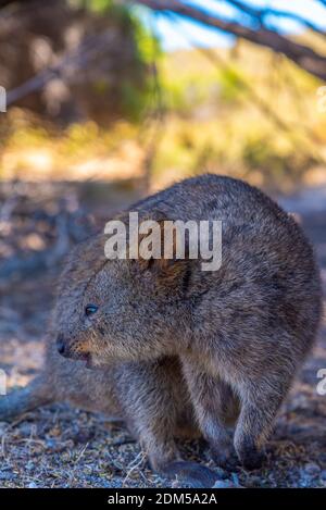 Quokka vive sull'isola di Rottnest vicino a Perth, Australia Foto Stock