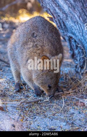 Quokka vive sull'isola di Rottnest vicino a Perth, Australia Foto Stock