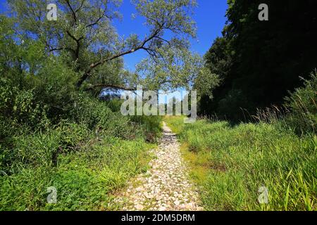 Tra Immendingen e Möhringen e nei pressi di Fridingen, l'acqua del Danubio occasionalmente si infiltra completamente nel letto del fiume Foto Stock