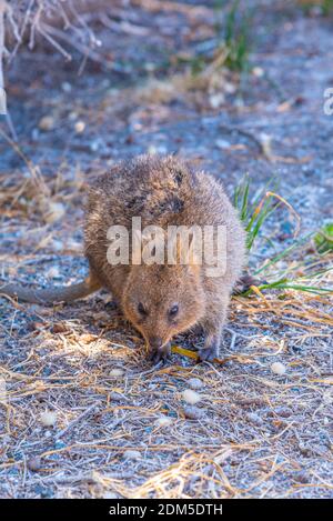 Quokka vive sull'isola di Rottnest vicino a Perth, Australia Foto Stock