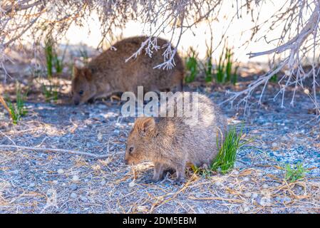 Quokka vive sull'isola di Rottnest vicino a Perth, Australia Foto Stock