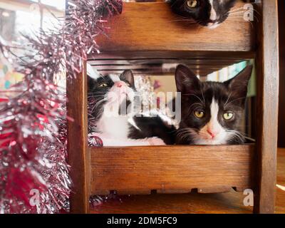 Due gattini appesi in una cassa di legno con una tinella in argento e rosso che la stacca. Un altro gattino bianco e nero è sul livello sopra peeking il suo fac Foto Stock