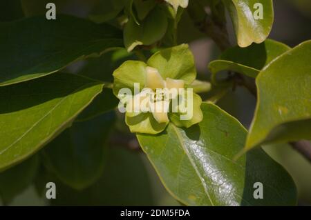 Particolare di uno dei fiori dell'albero del persimmon in primavera Foto Stock