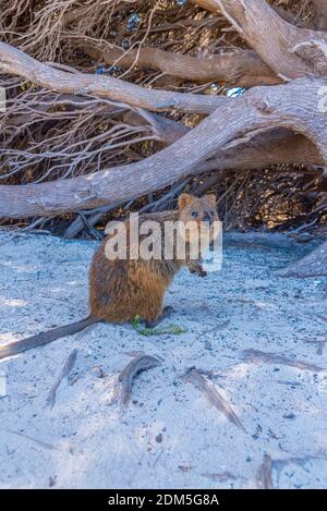 Quokka vive sull'isola di Rottnest vicino a Perth, Australia Foto Stock