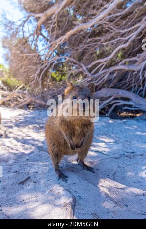Quokka vive sull'isola di Rottnest vicino a Perth, Australia Foto Stock