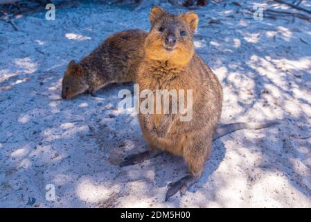 Quokka vive sull'isola di Rottnest vicino a Perth, Australia Foto Stock