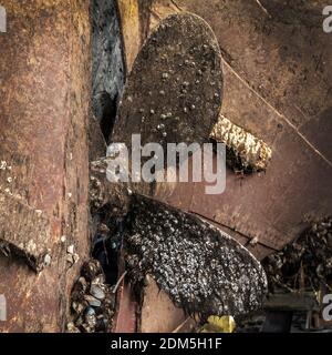 Propellente coperto di barnacoli e scafo della MV Kyle, una nave da carico di montagna clyde costruita nel 1872, ora in secca a Irvine, Ayrshire, Scozia, waitin Foto Stock