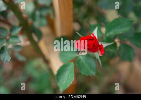 Le giovani gemme rosse di rosa di arrampicata cespuglio salita trellis di cedro fatto in casa di fronte al lato beige di singolo casa di famiglia Foto Stock