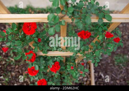 Le giovani gemme rosse di rosa di arrampicata cespuglio salita trellis di cedro fatto in casa di fronte al lato beige di singolo casa di famiglia Foto Stock