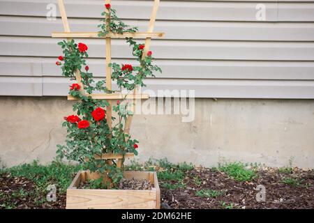 Le giovani gemme rosse di rosa di arrampicata cespuglio salita trellis di cedro fatto in casa di fronte al lato beige di singolo casa di famiglia Foto Stock