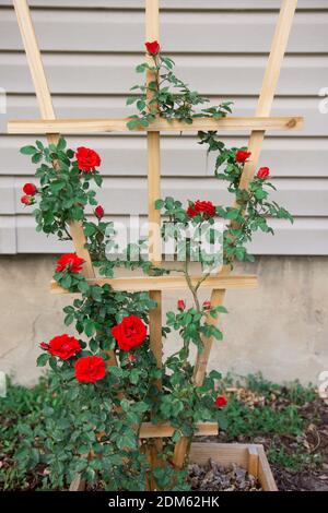 Le giovani gemme rosse di rosa di arrampicata cespuglio salita trellis di cedro fatto in casa di fronte al lato beige di singolo casa di famiglia Foto Stock