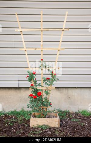 Le giovani gemme rosse di rosa di arrampicata cespuglio salita trellis di cedro fatto in casa di fronte al lato beige di singolo casa di famiglia Foto Stock