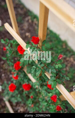 Le giovani gemme rosse di rosa di arrampicata cespuglio salita trellis di cedro fatto in casa di fronte al lato beige di singolo casa di famiglia Foto Stock