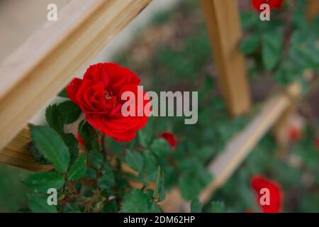 Le giovani gemme rosse di rosa di arrampicata cespuglio salita trellis di cedro fatto in casa di fronte al lato beige di singolo casa di famiglia Foto Stock