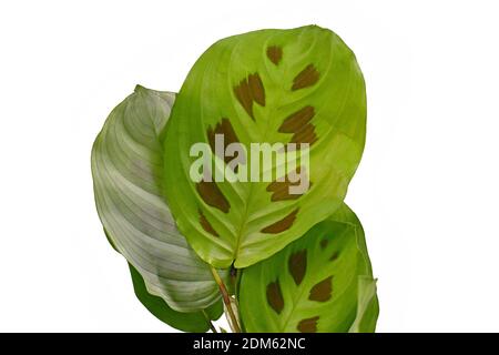 Primo piano di foglia di pianta tropicale 'Maranta Leuconeura Kerchoveana' con macchie isolate su sfondo bianco Foto Stock