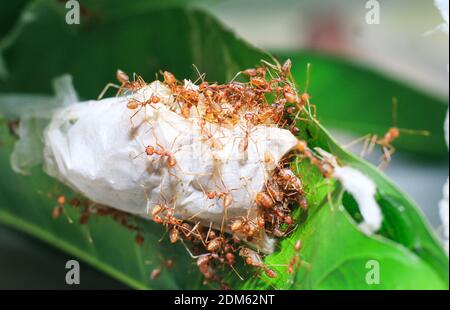 Red Weaver formiche lavoro di squadra, Red forms lavoro di squadra. Concetto di lavoro di squadra insieme. Formiche di fuoco rosse che costruiscono il nido. Formiche nidano dalle foglie. Foto Stock