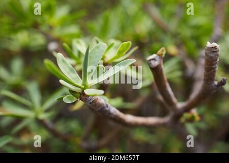 Macro della pianta di balsamo spurge a Lanzarote, Isole Canarie Foto Stock