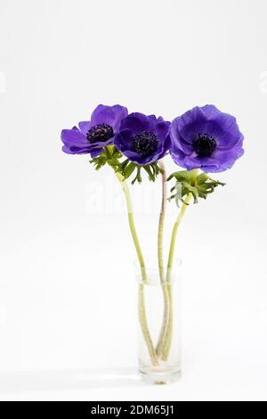 Tre anemoni blu in un bicchiere di vetro su sfondo grigio chiaro. Telaio verticale. Spazio di copia. Foto Stock