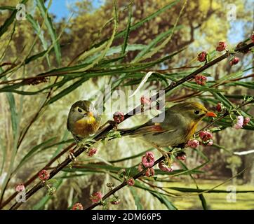 Leiothrix, leiothrix lutea, Adulti in piedi su Branch Foto Stock