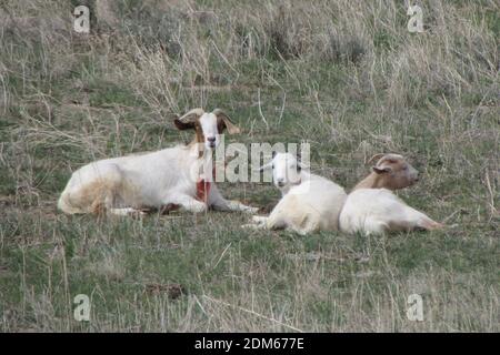 Capra di Momma e capra del bambino che raffredda in UN campo