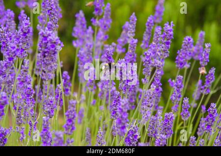 Grande bumblebee appollaiato alla fine di un fiore di lavanda Foto Stock