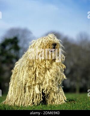 Cane Puli ungherese in piedi sul prato Foto Stock