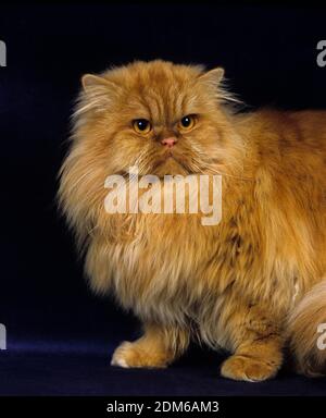 Rosso persiano Self gatto domestico su sfondo nero Foto Stock