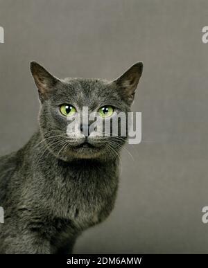 Korat Gatto domestico Foto Stock