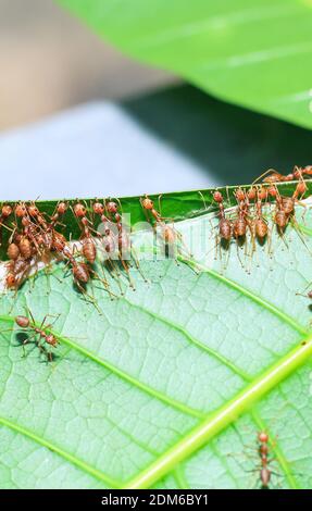 Red Weaver formiche lavoro di squadra, Red forms lavoro di squadra. Concetto di lavoro di squadra insieme. Formiche di fuoco rosse che costruiscono il nido. Formiche nidano dalle foglie. Foto Stock